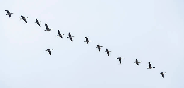 istock Canadian Geese grand winter migration 629018892