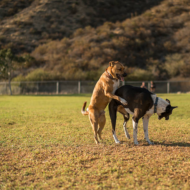 Dogs playing in the park. California, USA, autumn, sunny day. Black Mouth Cur with mixed bread dog.