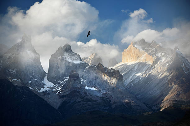 Andes Condor A lone condor flies high over Torres del Paine in the Andes Mountains of Patagonia condor stock pictures, royalty-free photos & images