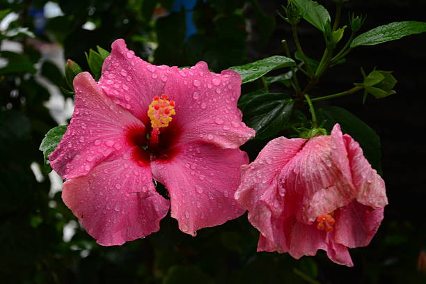 istock Beautiful hibiscus flower 629018972