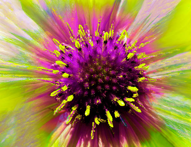 istock bright flower on a iridescent  blurred background. Macro. Closeup 629019752