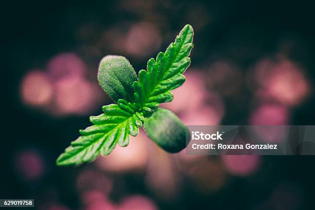 Marijuana Seedling Macro Detail Stock Photo - Download Image Now - Cannabis Plant, Dirt, Botany
