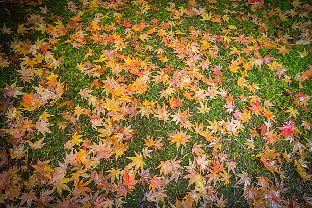istock Japanese Maple leaves in autumn colors 629020538
