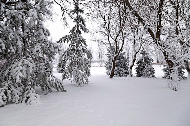 Assortment of snow covered trees in a garden after a Minnesota blizzard.