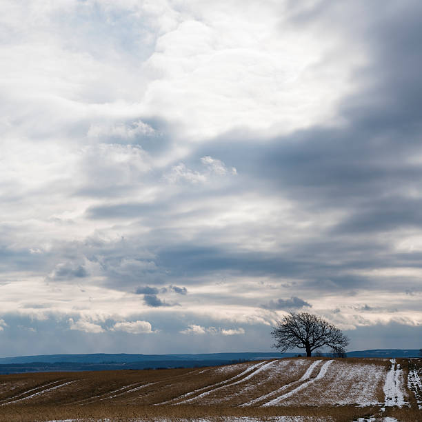 istock Alone tree in a middle of snow covered cut field 629022798