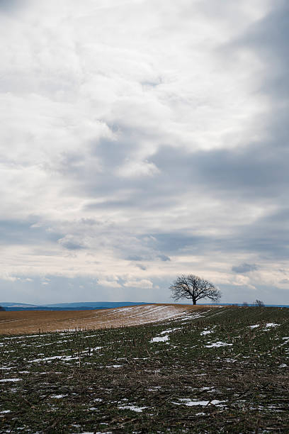 istock Alone tree in a middle of snow covered cut field 629022806