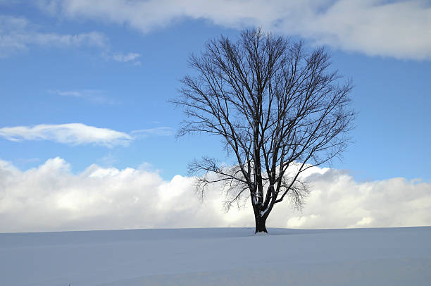 istock The big tree which stands in the snowy field 629023894