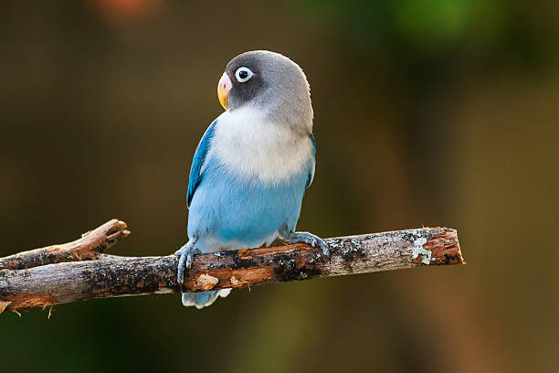 Blue lovebird standing on the tree in garden on blurred bokeh background