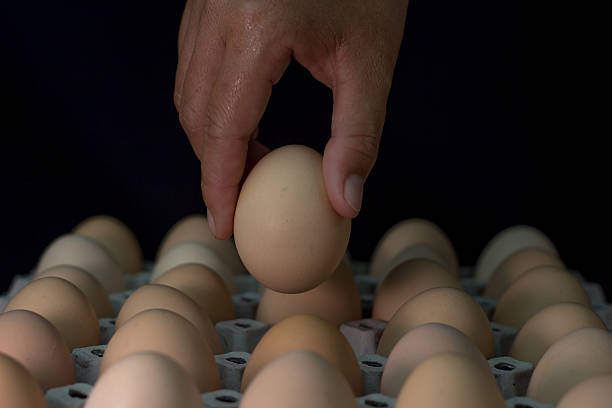 istock Hand holding egg with de-focus of eggs in paper tray 629024780