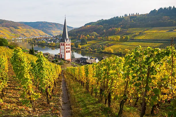vineyards and church at Merl, Germany, in autumn