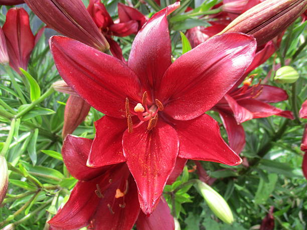 Blooming Red Star Lily stock photo