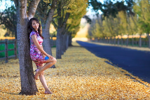 Ginkgo tree on the backgoud, One Asian girl wearing Qipao in the front.