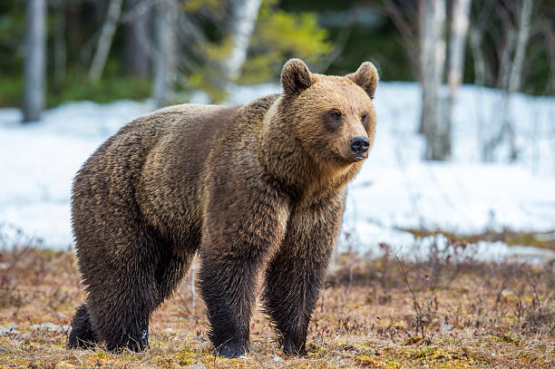 istock Wild Adult Brown Bear 629035354