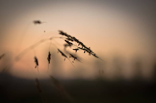 istock grass field outdoor sunset by countryside for background 629035494