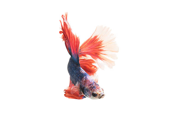 istock Red-Blue Siamese fighting fish, betta fish isolated on white bac 629035742