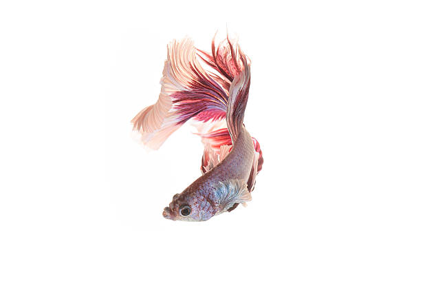 istock White-Red Siamese fighting fish, betta fish isolated on white ba 629035782