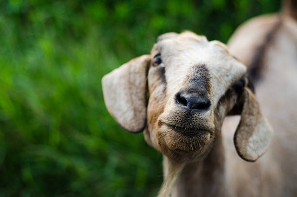 istock Goat on grasses places 629035980
