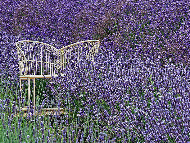 istock lavender field growing diagonal across image with a love seat 629036324
