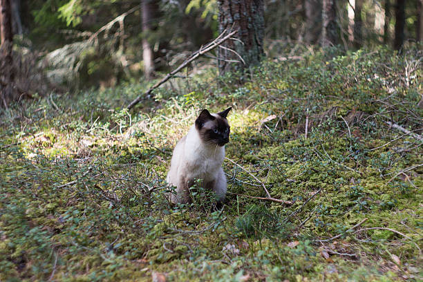 istock Female Siamese cat sitting in green forest 629046138