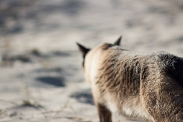 istock Brown siamese cat walking on beach, blurred background 629046318