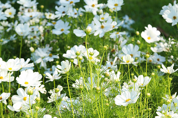 White cosmos flower blossom in grass. stock photo