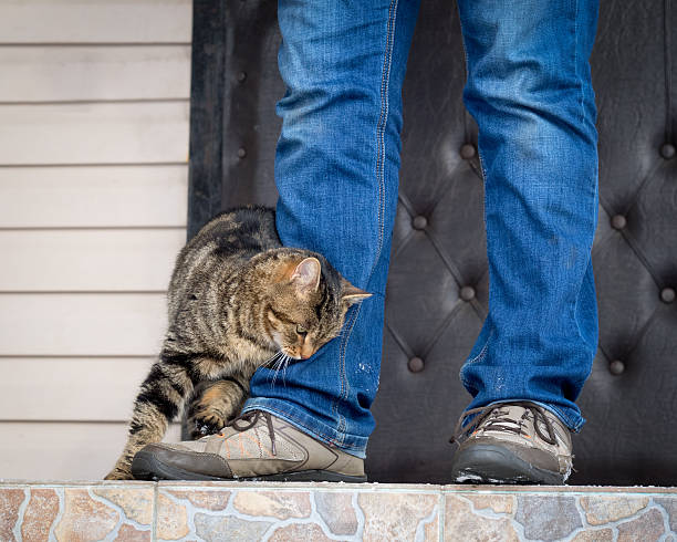 le chat se frotte contre - rubbing photos et images de collection