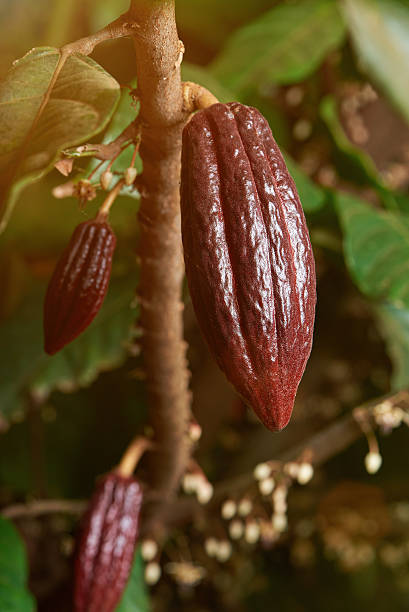 istock long young red cocoa pods 629047024