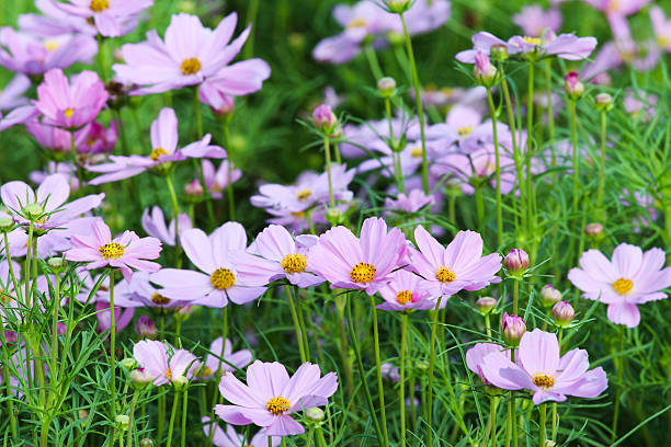 cosmos flower blossom in grass. stock photo
