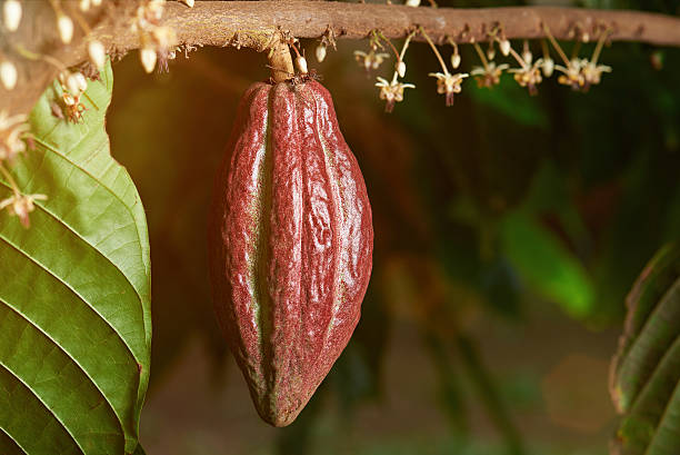 istock one cacao pod hang on branch 629048548