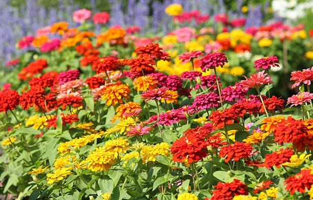 Colorful Zinnia flowers blooming in the garden. stock photo