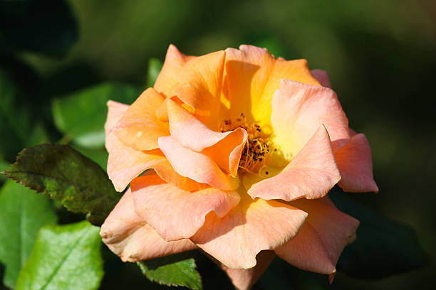 Orange rose in a garden with green leafy background. stock photo