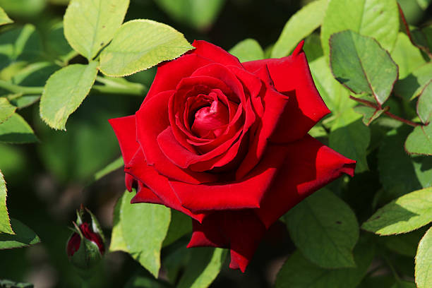 red rose. stock photo