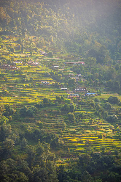 istock Rice terraces in Annapurna conservation area, Nepal. 629050192
