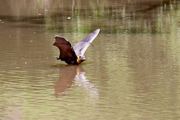 Flying fox bat Flying fox bat floating on Yarra River Melbourne  fruit bat stock pictures, royalty-free photos & images