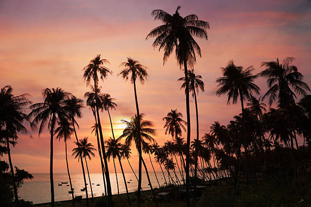 istock Silhouettes of coconut palm trees 629051648