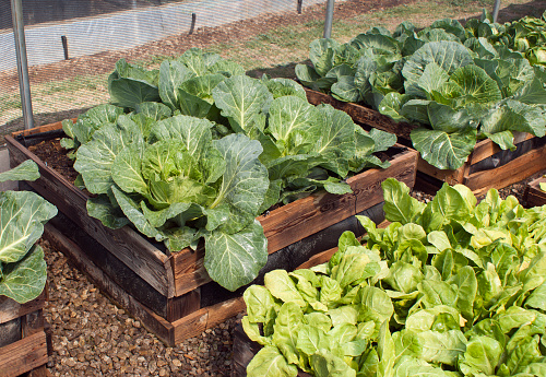 A pallet vegetable garden with cabbages and lettuce
