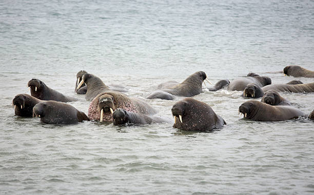 istock Walrus in the sea 629062112