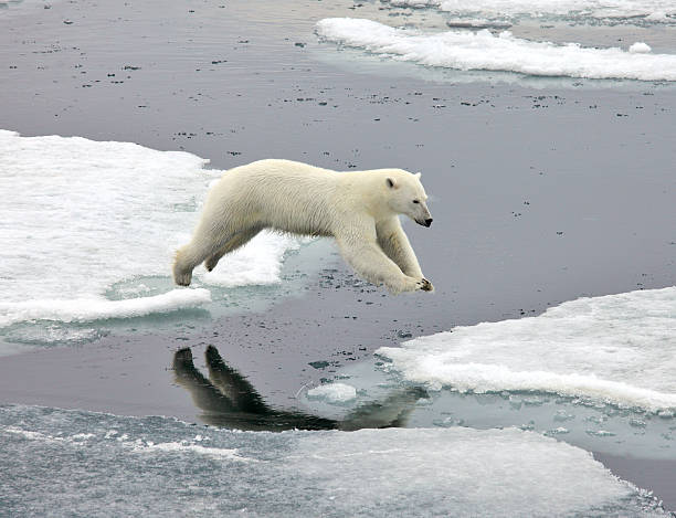 saltare orso polare - polar bear endangered species bear arctic foto e immagini stock