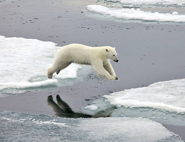 ジャンプのネコ - polar bear arctic global warming ice ストックフォトと画像