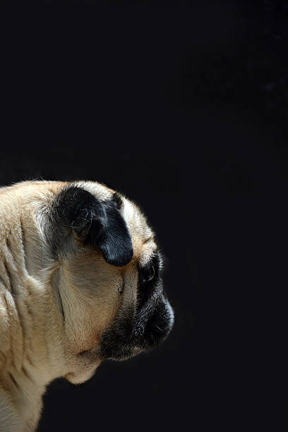 istock Portrait of dog pug 629063804