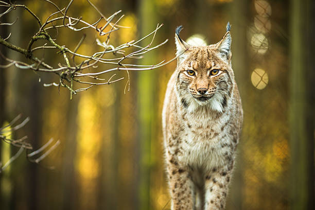 lynx eurasien (lynx lynx) - lynx photos et images de collection