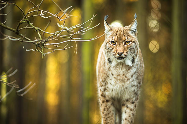 eurasian lynx (lynx lynx) - lodjur bildbanksfoton och bilder
