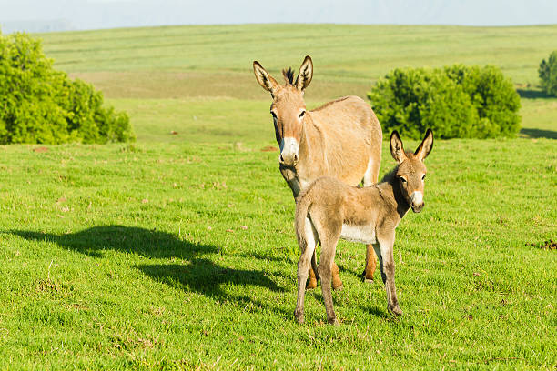 Donkey with newborn foal farmlands summer mountains landscape.