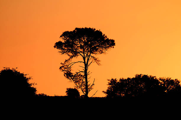 istock Lone tree silhouette at sunset in Africa 629073232