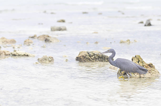 istock Pacific Reef Egret or Egretta sacra bird on the beach 629073414