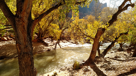 Cottonwood trees in full autumn glory along Virgin River Zion National Park Utah