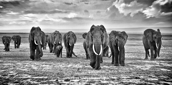 herd of elephants walking group on the African savannah at photographer, Kenya