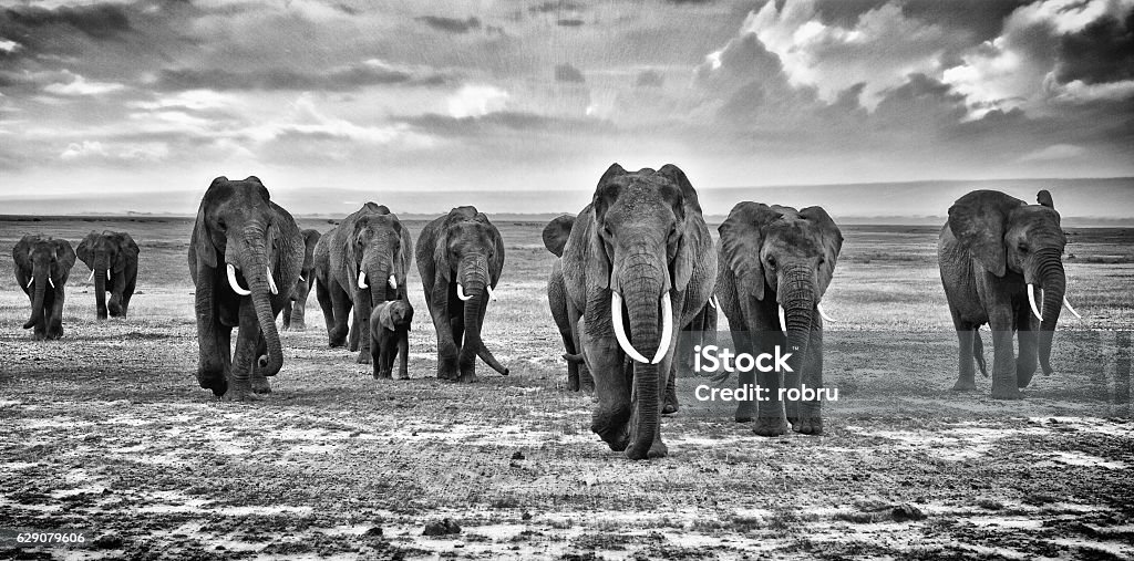 Family of elephants walking group on the African savannah herd of elephants walking group on the African savannah at photographer, Kenya Elephant Stock Photo