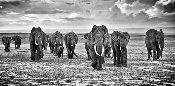 Family of elephants walking group on the African savannah herd of elephants walking group on the African savannah at photographer, Kenya animal trunk photos stock pictures, royalty-free photos & images