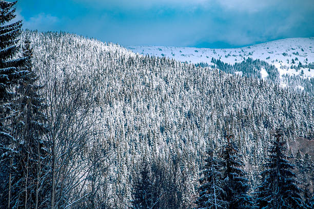 istock Carpathian mountains nature vacation mountain 629080136
